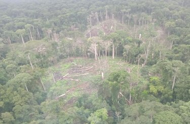 Suspenden temporalmente permisos de aprovechamiento forestal en dos comarcas