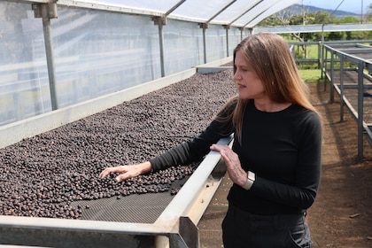 El ‘café más caro del mundo’ en Panamá busca mantener el liderazgo pese al reto climático