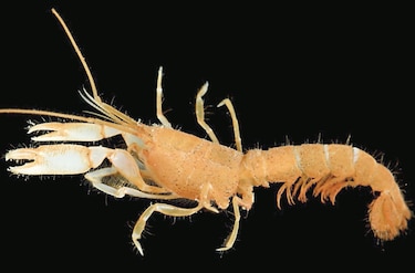 Científicos descubren nuevas especies en el Parque Nacional Coiba en Panamá