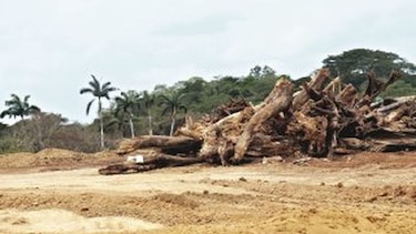 Deforestación y daño ambiental eran conocidos por la ACP