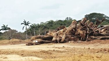 Deforestación y daño ambiental eran conocidos por la ACP