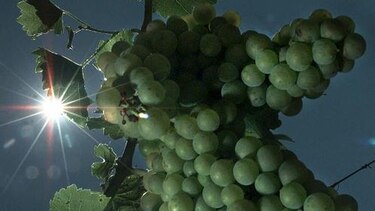 'Nubes' virtuales protegen los viñedos de las plagas