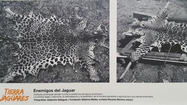 Exhibición 'Tierra de jaguares' busca promover la conservación de esta especie