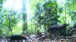Nuevos reportes sobre el perrito de monte