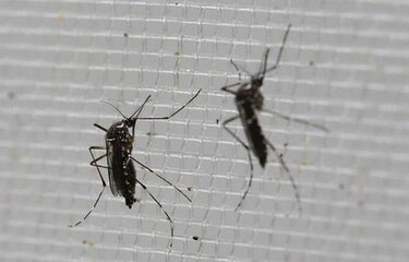 Colombia registra más de 22 mil 600 casos de zika