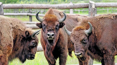 Bisontes, originarios del Gran Cañón