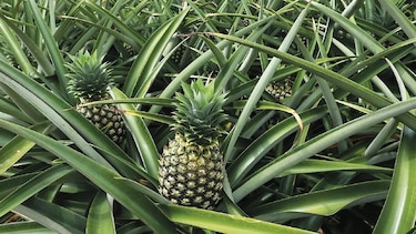 Exportadores de piña exploran nuevos mercados