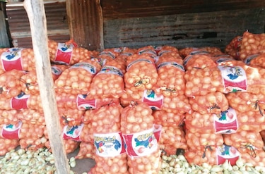 Aprueban importar 20 mil quintales de cebolla 