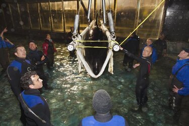 La orca Morgan viaja hoy a Tenerife desde Holanda
