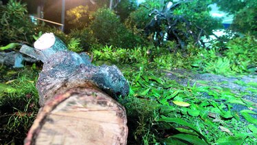 Talan árboles para proteger a conductores