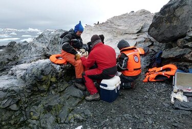Descubren gripe aviaria en pingüinos en la Antártica