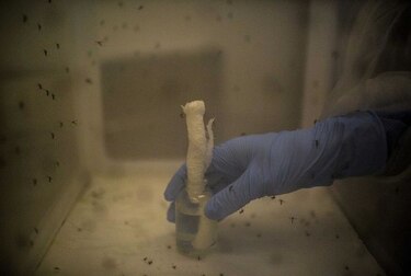 Nueve embarazadas en Estados Unidos tienen zika