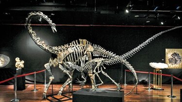Fósiles de dinosaurios, al mejor postor