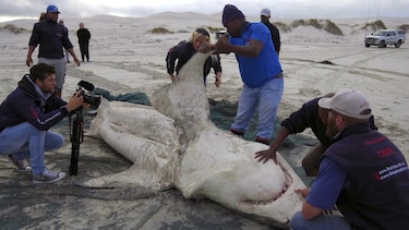 Los temidos tiburones blancos no son rival para las orcas