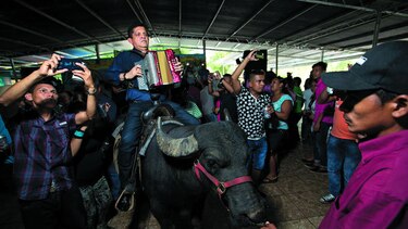 Fiesta de búfalos