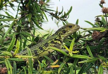 Expedición científica observa por primera vez crías de iguanas rosadas