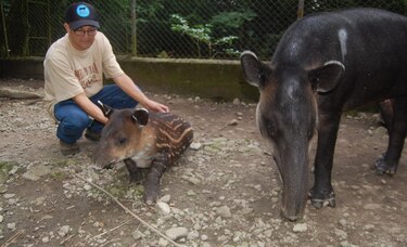 Tapir en cautiverio 'Catalina' evoluciona normalmente