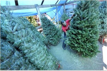 Aseo pide no botar arbolitos de Navidad a la basura y llevarlos este sábado a Calidonia y   calle 50