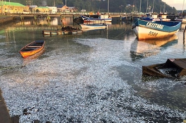 Científicos califican de fenómeno natural varamiento de sardinas en sur chileno