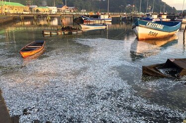 Científicos califican de fenómeno natural varamiento de sardinas en sur chileno