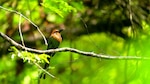 Para los amantes de las aves