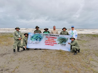 Lanzan temporada de Tortugas Marinas 2026 en el Humedal San San Pond Sak
