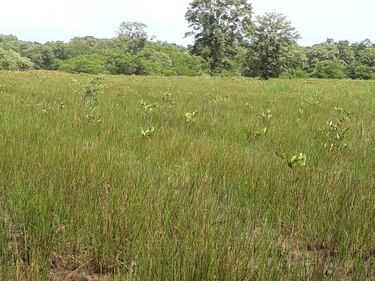 ACP y Miambiente continúan con plan de compensación ambiental en Azuero