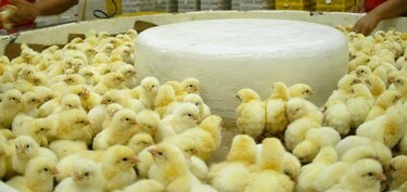 Empresas ecuatorianas reciben financiamiento para compra de Productos Toledanos