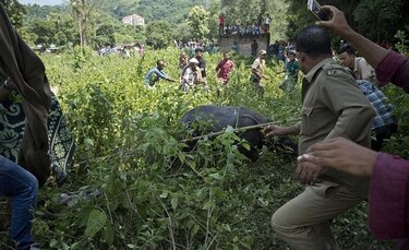 Salvan a seis pequeños rinocerontes en India