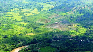 Carretera para fincas aceiteras