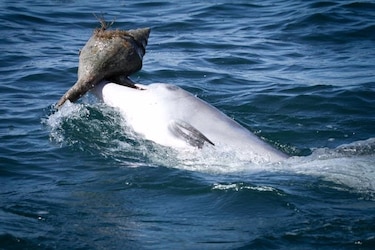 Describen una nueva especie de ballena dentada primitiva, antepasada de los actuales delfines