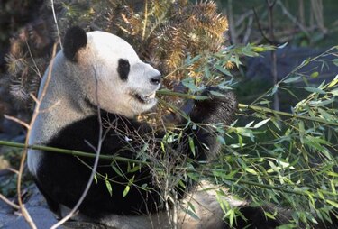 Osos panda en el Zoológico de Edimburgo