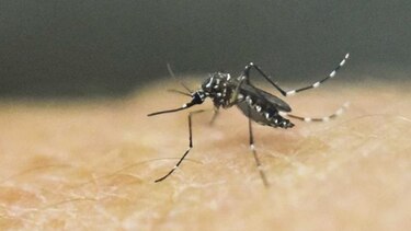 Dos personas muertas por dengue en la provincia de Colón