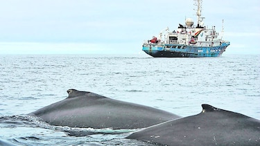 Japón seguirá con su programa de caza de ballenas