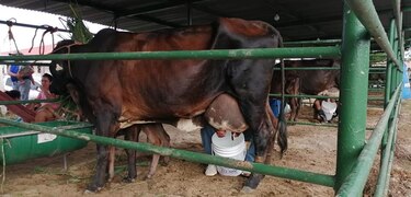 Ganaderos santeños exigen al gobierno pago de millonaria deuda