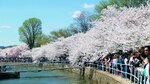 Sakura: efímera belleza en Washington DC