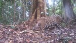 Dispositivos tecnológicos ayudan en la conservación de especies en peligro