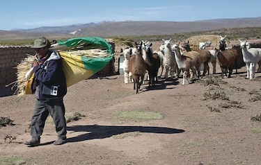 El mundo perdido de los pastores de llamas