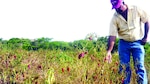 Panamá no pasa la prueba en materia de agricultura