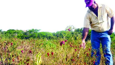 Panamá no pasa la prueba en materia de agricultura