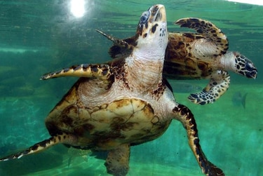Seguimiento por satélite, nueva oportunidad para la tortuga carey