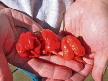 Estados Unidos tiene el Récord Guinness al chile más picante