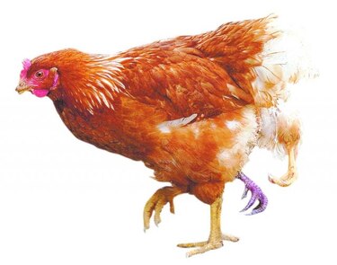Una gallina da a luz a un polluelo en Sri Lanka