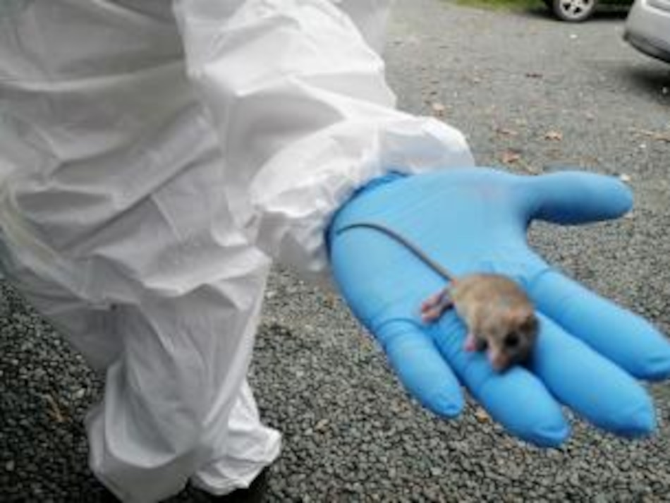 Hantavirus en Panamá: 18 casos en 2025 sin muertes, en medio de una alerta de la OPS