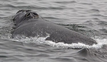 Rocío de espiráculos de ballena ofrece datos de su salud