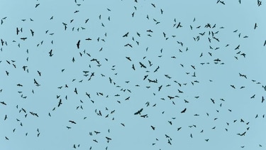 ¡Vienen las rapaces! Comenzó la migración de norte a sur