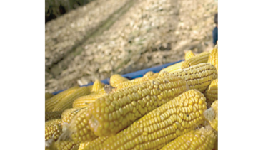 China acelerará compra de productos agrícolas a EU