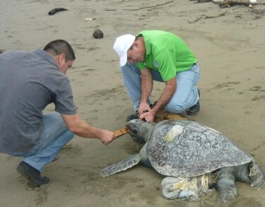Investigan la muerte de 29 tortugas en litoral santeño