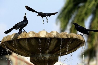Fauna ‘non grata’ en la ciudad