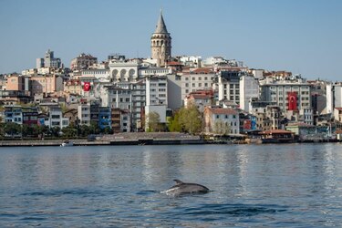 Más de 20 delfines encontrados muertos en una playa de Turquía